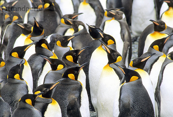 Mausernde Erwachsene König Penguins (Aptenodytes Patagonicus)  Salisbury Plains  South Georgia Island  Südatlantik.
