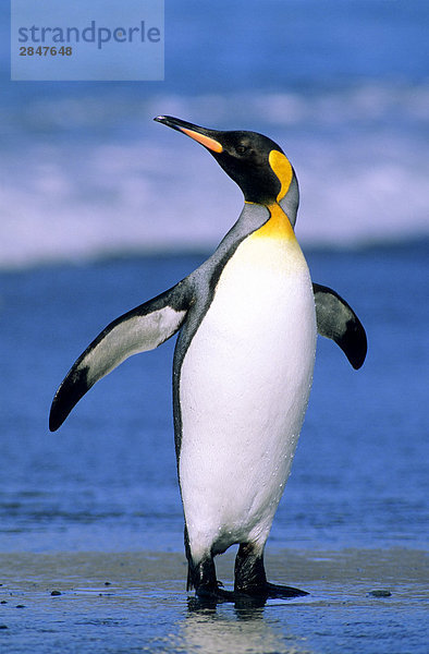 King Penguin (Aptenodytes Patagonicus) kommt an Land nach Nahrungssuche auf See  Salisbury Plains  Südgeorgien  südlichen Atlantik