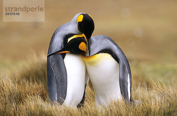 Paarung King Pinguinen (Aptenodytes Patagonicus) freiwillige Point  Falklandinseln  Südatlantik