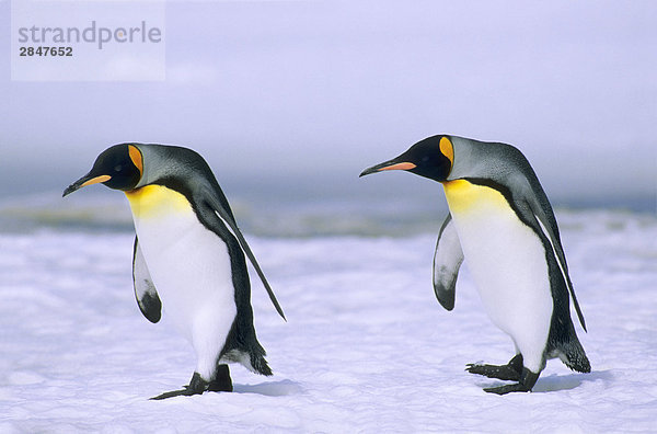 King Pinguinen (Aptenodytes Patagonicus) Rückkehr in ihre nesting Kolonie auf Salisbury Plains  Südgeorgien  Südatlantik.