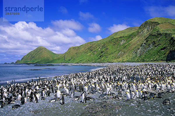King Pinguinen (Aptenodytes Patagonicus) und royal Penguins (Eudyptes Schlegeli) Nichtstun am Strand von Lucitania Bay  Macquarie Island  subantarktische Australien
