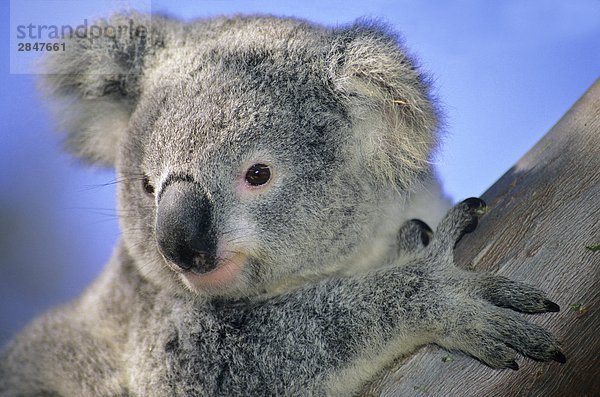 Juvenile Koala (Phascolarctos Cinereus). Brisbane  Australien