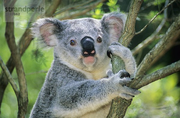 Juvenile Koala (Phascolarctos Cinereus). Brisbane  Australien