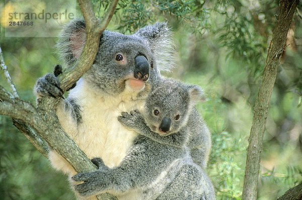 Mutter Koala (Phascolarctos Cinereus) und 6 - Monate alten Joey. Brisbane  Australien
