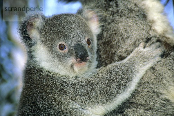 -Sechs - Monats-altes Baby Koala (Phascolarctos Cinereus)  Brisbane  Australien