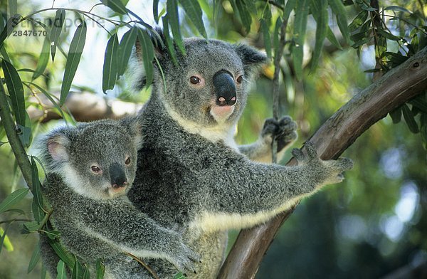 Mutter Koala (Phascolarctos Cinereus) mit einem 10-12 Monat alt Joey auf dem Rücken  Brisbane  Australien