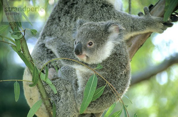 Mutter Koala (Phascolarctoc Cinereus) und 6 - Monate alten Joey. Brisbane  Australien.