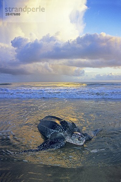 Wasserschildkröte Schildkröte Strand ankommen Küste Trinidad und Tobago Lederschildkröte Dermochelys coriacea Erwachsener