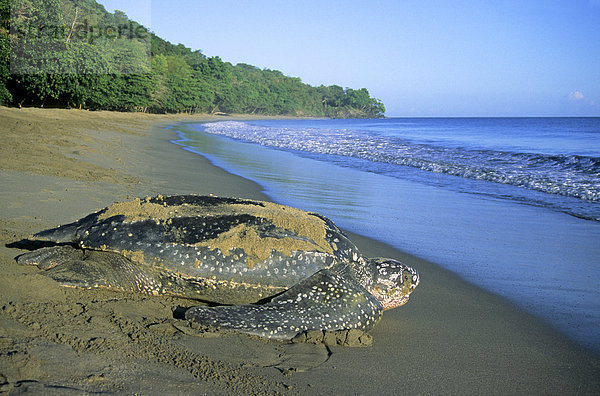 Wasserschildkröte Schildkröte liegend liegen liegt liegendes liegender liegende daliegen Strand Meer Sand Rückkehr Trinidad und Tobago Lederschildkröte Dermochelys coriacea