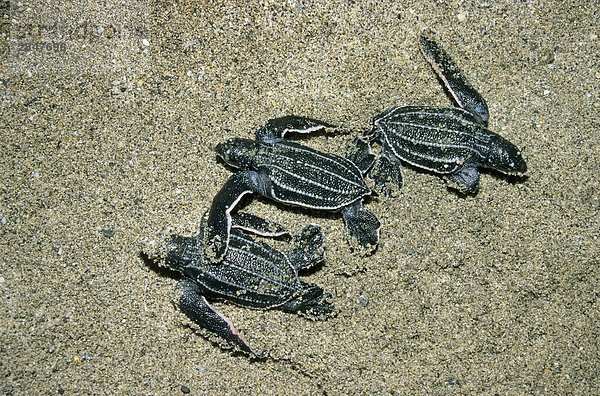 Wasserschildkröte Schildkröte Neugeborenes neugeboren Neugeborene suchen Ozean Trinidad und Tobago Lederschildkröte Dermochelys coriacea