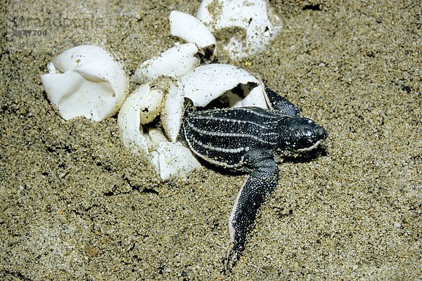 Meer Westindische Inseln Landschildkröte Schildkröte Trinidad und Tobago Lederschildkröte Dermochelys coriacea
