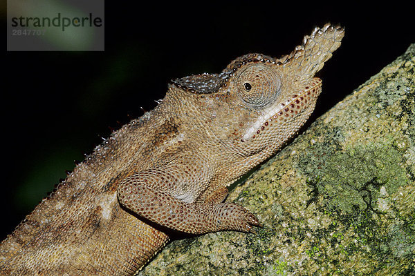 Lesser gehörnten Chameleon (Furcifer minor)  Madgasacar