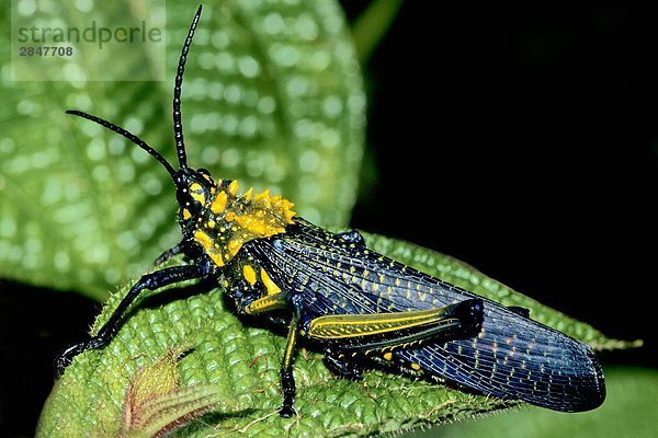 Lubber Grasshopper (Phymateus Saxosus)  Maroansetra  Madagaskar