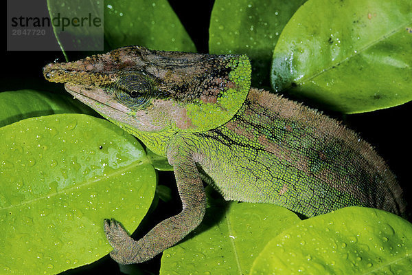 Malthe das Chamäleon (Calumma Malthe)  Madagaskar