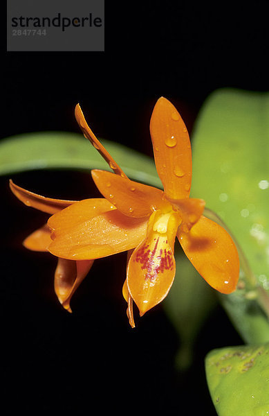 Orchideenarten  tropische Regenwälder  Panama