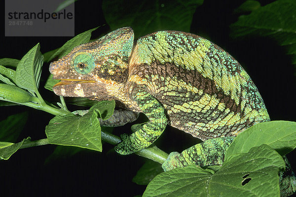 Apus Weg ins Chameleon (Furcifer Pardalis)  Madagaskar