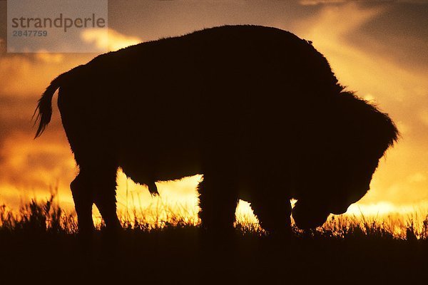 Adult Bull Plains Bison (Bison Bison) Weiden. Montana  USA.
