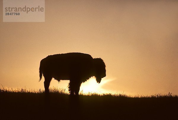 Juvenile Bull Plains Bison (Bison Bison). Montana  USA.