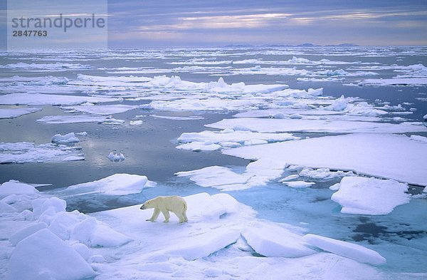 Adult Eisbär (Ursus Maritimus) auf Packeis jagen. Spitzbergen  Norwegen.