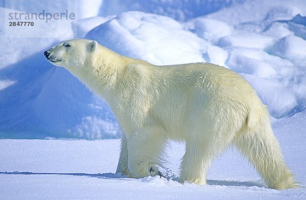 Adult Eisbär (Ursus Maritimus) Jagd auf die arktischen Meereis  Spitzbergen  Norwegen.