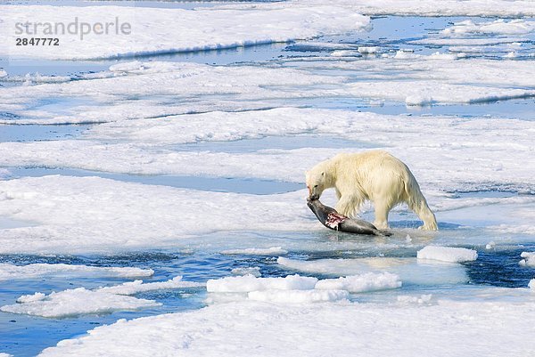 Eisbär Ursus maritimus Eis ziehen Svalbard Robbe