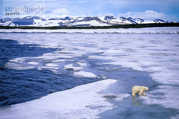 Subadulte Eisbär (Ursus Maritimus) Jagd für Dichtungen auf die Pack Eisschmelze  Svalbard Archipels  arktische Norwegen