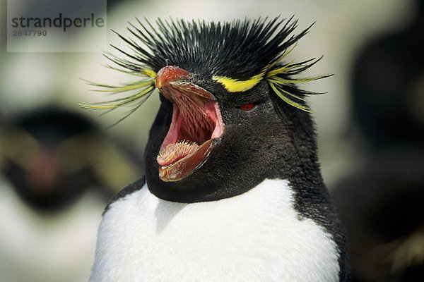 Adult Rockhopper Penguin (Eudyptes Chrysocome) Anzeige der steifen Knochensplitter auf seine Zunge und Gaumen die Lebensmittel in Richtung des Vogels Magen  Falklandinseln  südlichen Atlantischen Ozean leitet