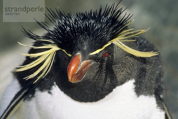 2 Felsenpinguin Eudyptes chrysocome Erwachsener Falklandinseln ausbrüten Pinguin