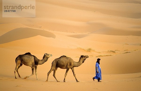 Tuareg Hirte führt seine Kamele  Wasser  Wüste Sahara  Marokko  Afrika