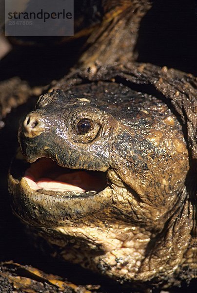 Vereinigte Staaten von Amerika USA Landschildkröte Schildkröte Erwachsener
