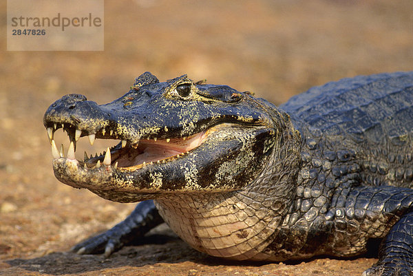 Spactacled Caiman (Caiman Crocodilus)  Brasilien