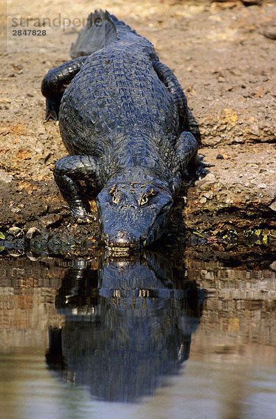 Krokodilkaiman (Crocodylus Caiman) auf einem Ufer  Brasilien