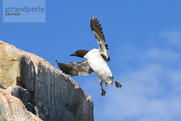 Adult Dickschnabellumme (Uria Lomvia) Landung auf seine nesting Cliff  Svalbard Archipels  arktische Norwegen