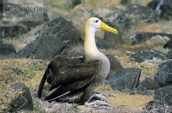 Endemisch winkte Albatross (Diomedea Irrorata)  Haube Island (aka Espanola Island)  Galapagos Archipel  Ecuador