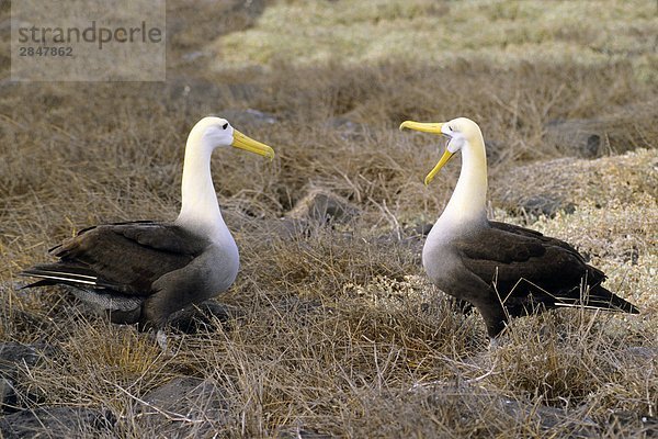 Abbetteln winkte Albatross (Diomedea Irrorata) - endemische Arten  Hood Island (aka Espanola Island)  Galapagos Archipel  Ecuador
