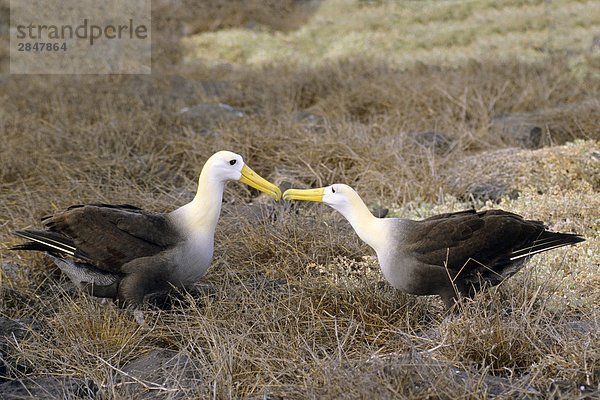 Abbetteln winkte Albatross (Diomedea Irrorata) - endemische Arten  Hood Island (aka Espanola Island)  Galapagos Archipel  Ecuador