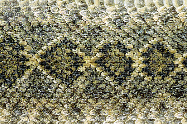 Skala Muster auf der Rückseite der einer erwachsenen westlichen Diamondback Klapperschlange (Crotalus Atrox)  Texas  USA