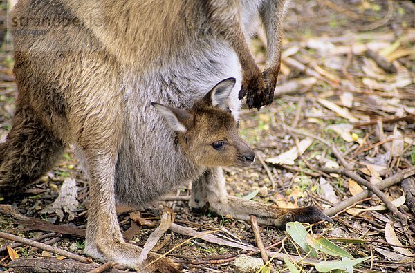 Westliche Graue Riesenkänguru Macropus fuliginosus Mutter - Mensch Australien Kängurubaby Känguru Kangaroo Island