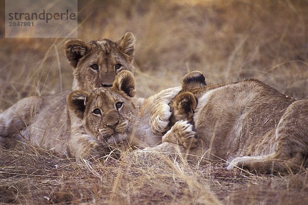 Drei jungen Löwen (Panthera Leo) spielen im Gras  Okvango Delta  Botswana  Afrika