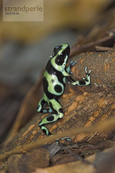 Ein grün und schwarz vergiften Dart Frosch in Costa Rica.