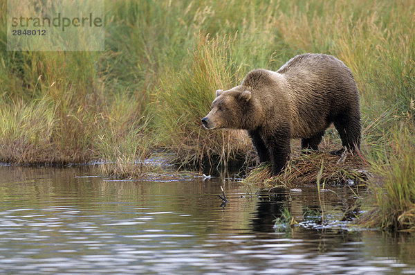 Braunbär (Ursus Arctos) Standing am Flussufer  Brooks River  Katmai-Nationalpark  Alaska  USA