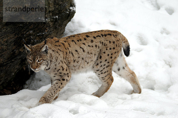 Lynx Wandern im Schnee  Nationalpark Bayerischer Wald  Bayern  Deutschland