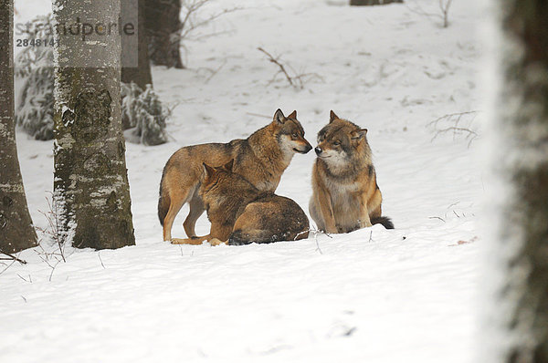 grau 3 Wolf Canis lupus Bayern Deutschland Schnee Nationalpark Bayerischer Wald