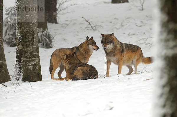 grau 3 Wolf Canis lupus Bayern Deutschland Schnee Nationalpark Bayerischer Wald
