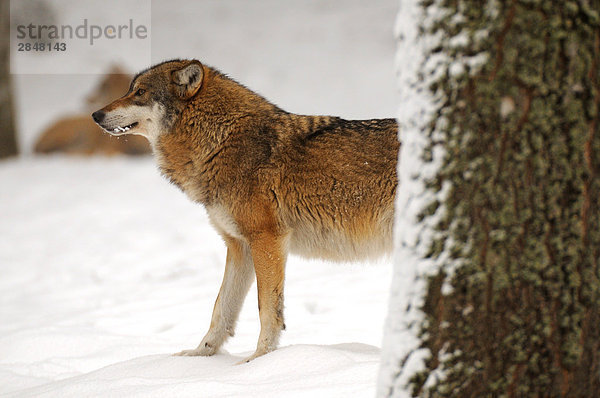 Grauwolf Canis lupus pambasileus stehend Bayern Deutschland Schnee Nationalpark Bayerischer Wald