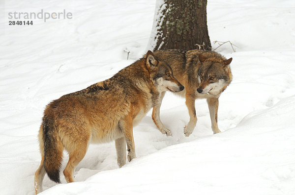 stehend grau 2 Wolf Canis lupus Bayern Deutschland Schnee Nationalpark Bayerischer Wald