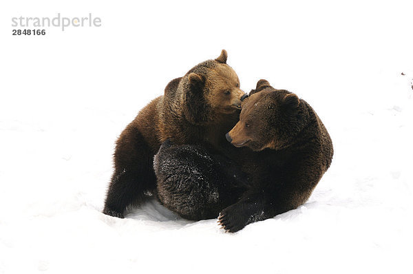 Zwei Braunbären (Ursus Arctos) spielen im Schnee  Nationalpark Bayerischer Wald  Bayern  Deutschland