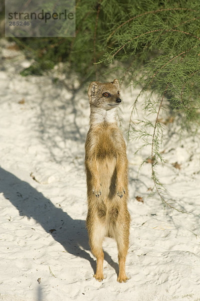 Erdmännchen (Suricata suricatta)