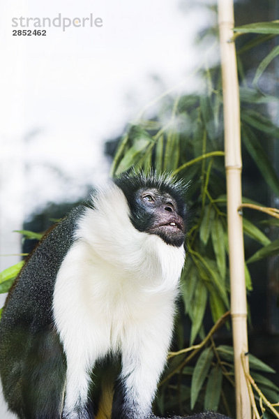 Diana Affe (Cercopithecus diana)