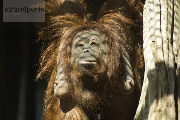 Weiblicher Orang-Utan (Pongo pygmaeus)